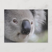 Koala Briefkaart (Voorkant)