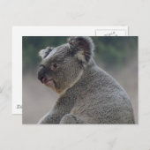 Koala Briefkaart (Voorkant / Achterkant)