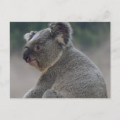 Koala Briefkaart (Voorkant)