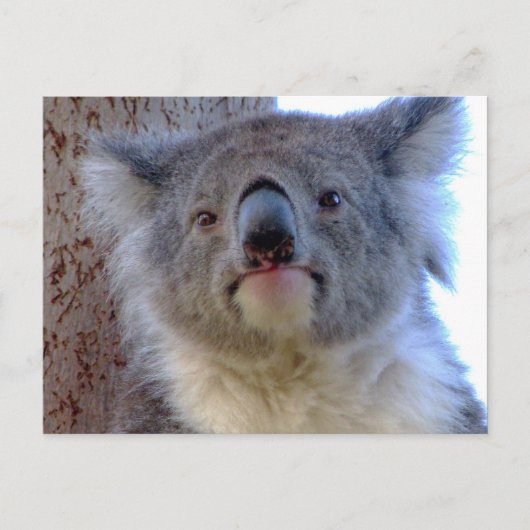 Koala Briefkaart (Voorkant)