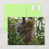 Koala Briefkaart (Voorkant / Achterkant)