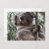 Koala Briefkaart (Voorkant / Achterkant)