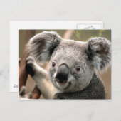 Koala Briefkaart (Voorkant / Achterkant)