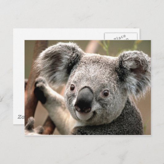 Koala Briefkaart (Voorkant / Achterkant)
