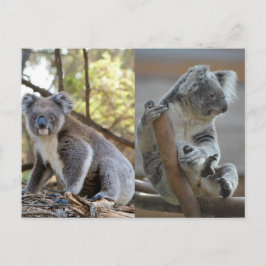 Koala Briefkaart