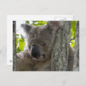 Koala Briefkaart (Voorkant / Achterkant)
