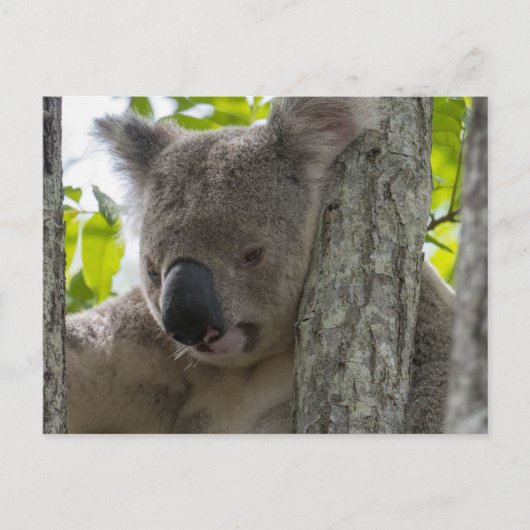 Koala Briefkaart (Voorkant)