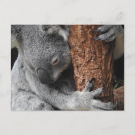 Koala Briefkaart