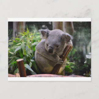 Koala Briefkaart