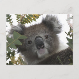Koala Briefkaart