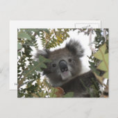 Koala Briefkaart (Voorkant / Achterkant)
