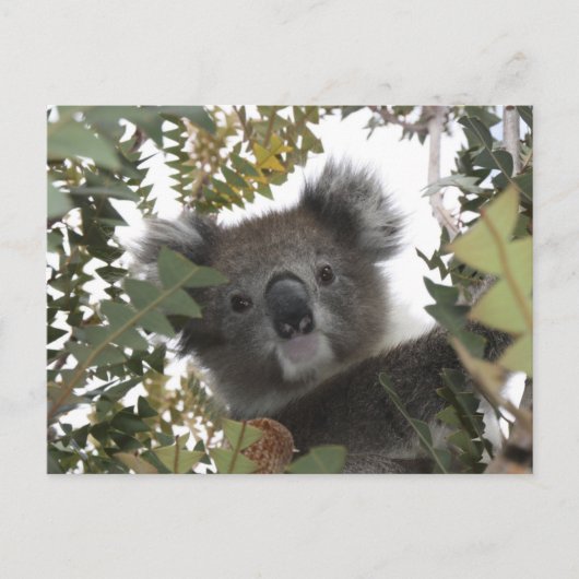 Koala Briefkaart (Voorkant)