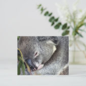 Koala Briefkaart (Staand voorkant)