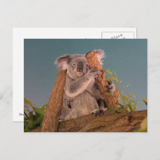 Koala Briefkaart (Voorkant / Achterkant)