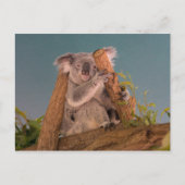 Koala Briefkaart (Voorkant)