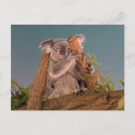 Koala Briefkaart