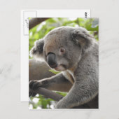 Koala Briefkaart (Voorkant / Achterkant)