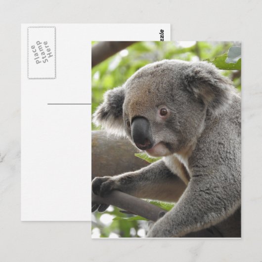 Koala Briefkaart (Voorkant / Achterkant)