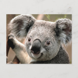Koala-Briefkaart Briefkaart