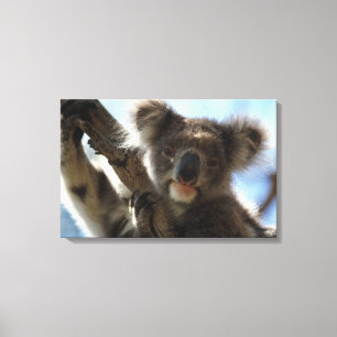 koala canvas afdruk