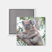 Koala Carré Magnet (Recto/Verso)