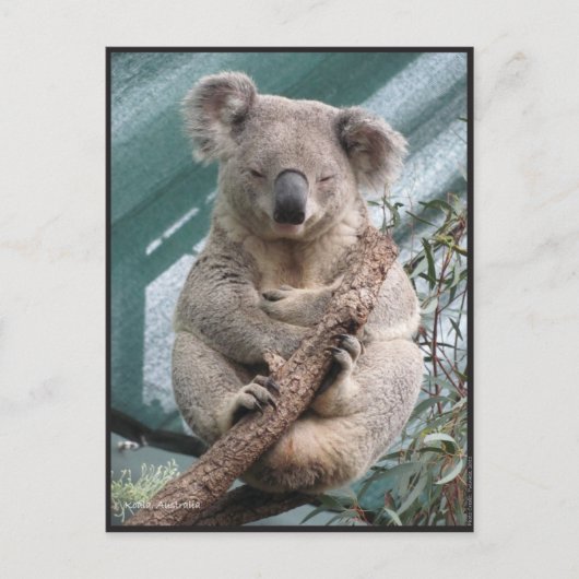 Koala, Carte postale, 2013, 4,25 po x 5,6 po (Devant)