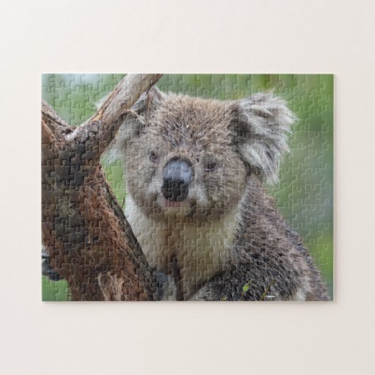 Koala Close Up, Jigsaw Puzzle (Horizontal)