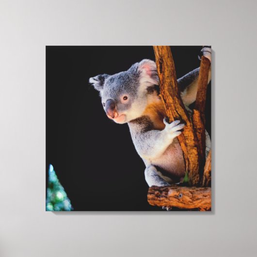 Koala Cute in Tree Grey Canvas Afdruk (Voorkant)