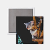 Koala Cute in Tree Grey Magneet (Voorkant / Achterkant)