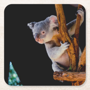 Koala Cute in Tree Grey Vierkante Kartonnen Onderzetter