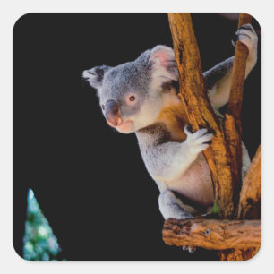Koala Cute in Tree Grey Vierkante Sticker