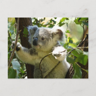 Koala cutie briefkaart