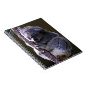 Koala dans le carnet d'arbre (Côté Droit)