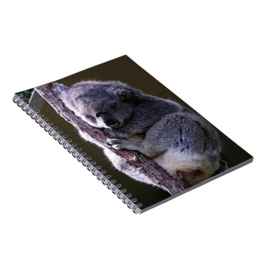 Koala dans le carnet d'arbre (Côté Droit)