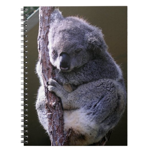 Koala dans le carnet d'arbre (Devant)