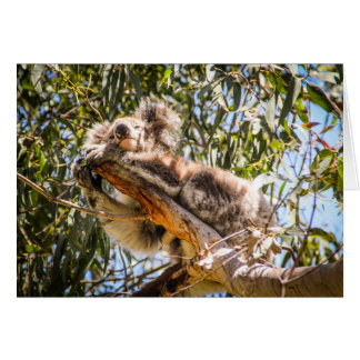 Koala de repos