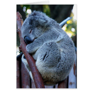 Koala de tarte de Cutie