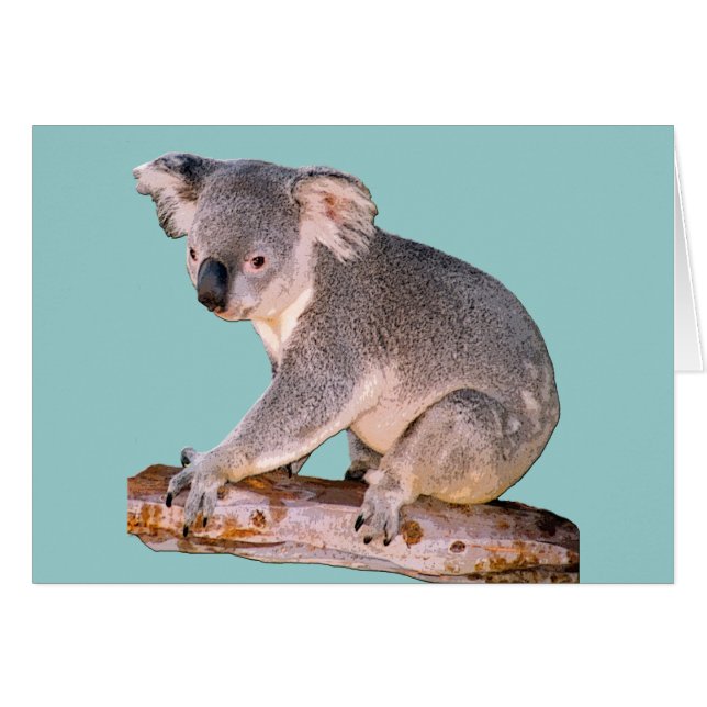 Koala Drawing (Voorkant Horizontaal)