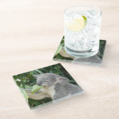 Koala Eating Gum Leaf Glazen Onderzetter (Schuin)