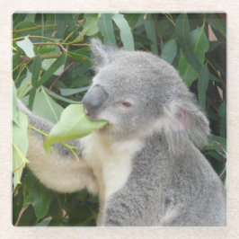 Koala Eating Gum Leaf Glazen Onderzetter