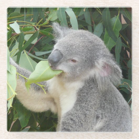 Koala Eating Gum Leaf Glazen Onderzetter (Voorkant)