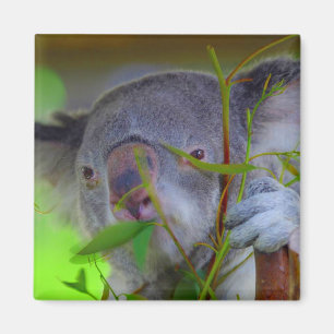 Koala Eating Magnet Magneet