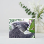 koala eet briefkaart (Staand voorkant)