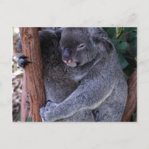 Koala Family Briefkaart