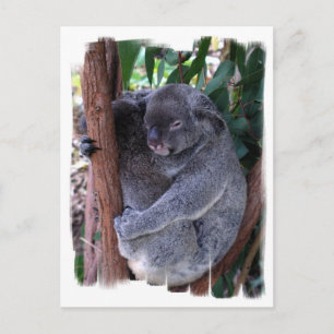 Koala Family Briefkaart
