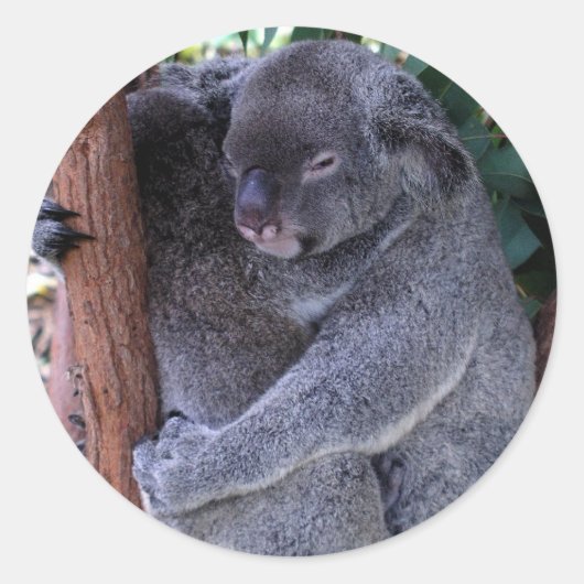 Koala Family Stickers (Voorkant)