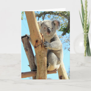 Koala-fications maken u tot beste _____ kaart