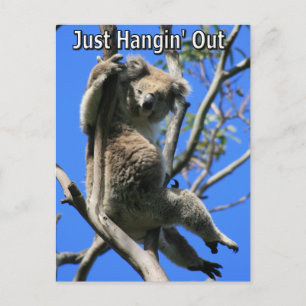 Koala Hanging Out in Australië Briefkaart