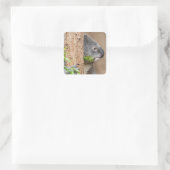 Koala Headshot Vierkante Sticker (Tas)