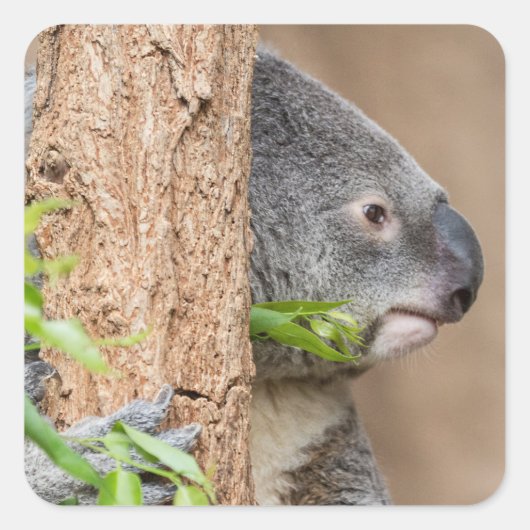 Koala Headshot Vierkante Sticker (Voorkant)